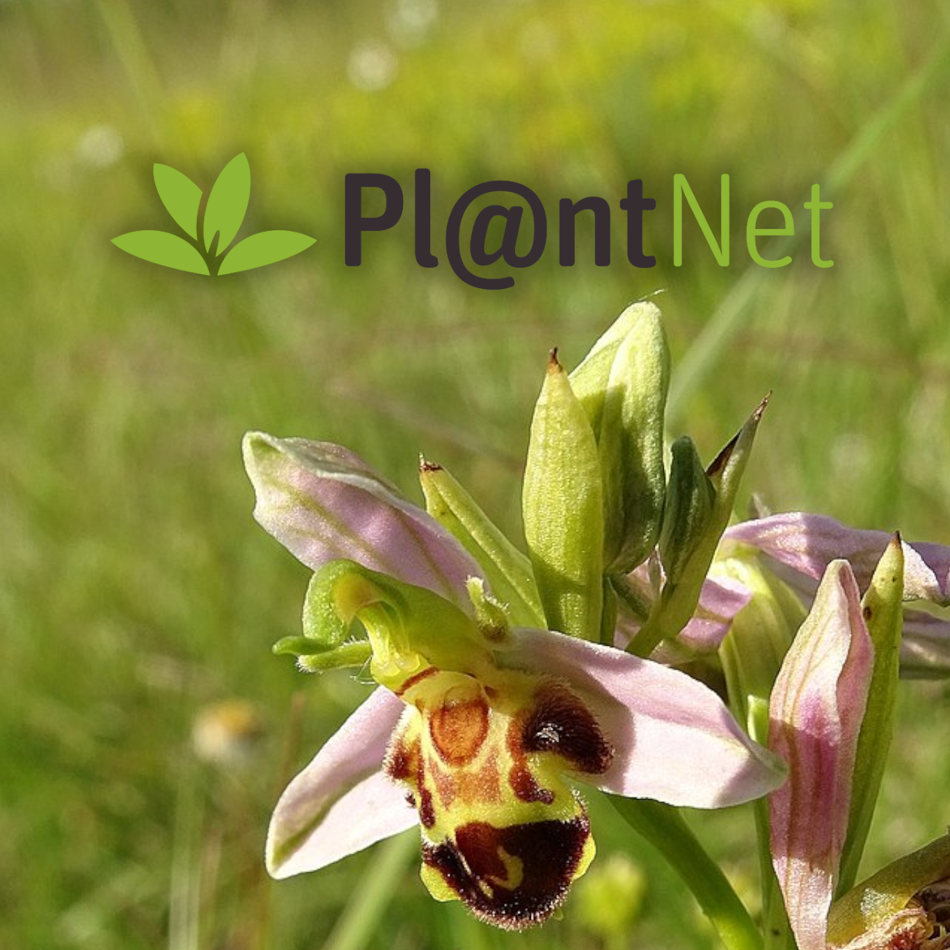 Programme Plantnet