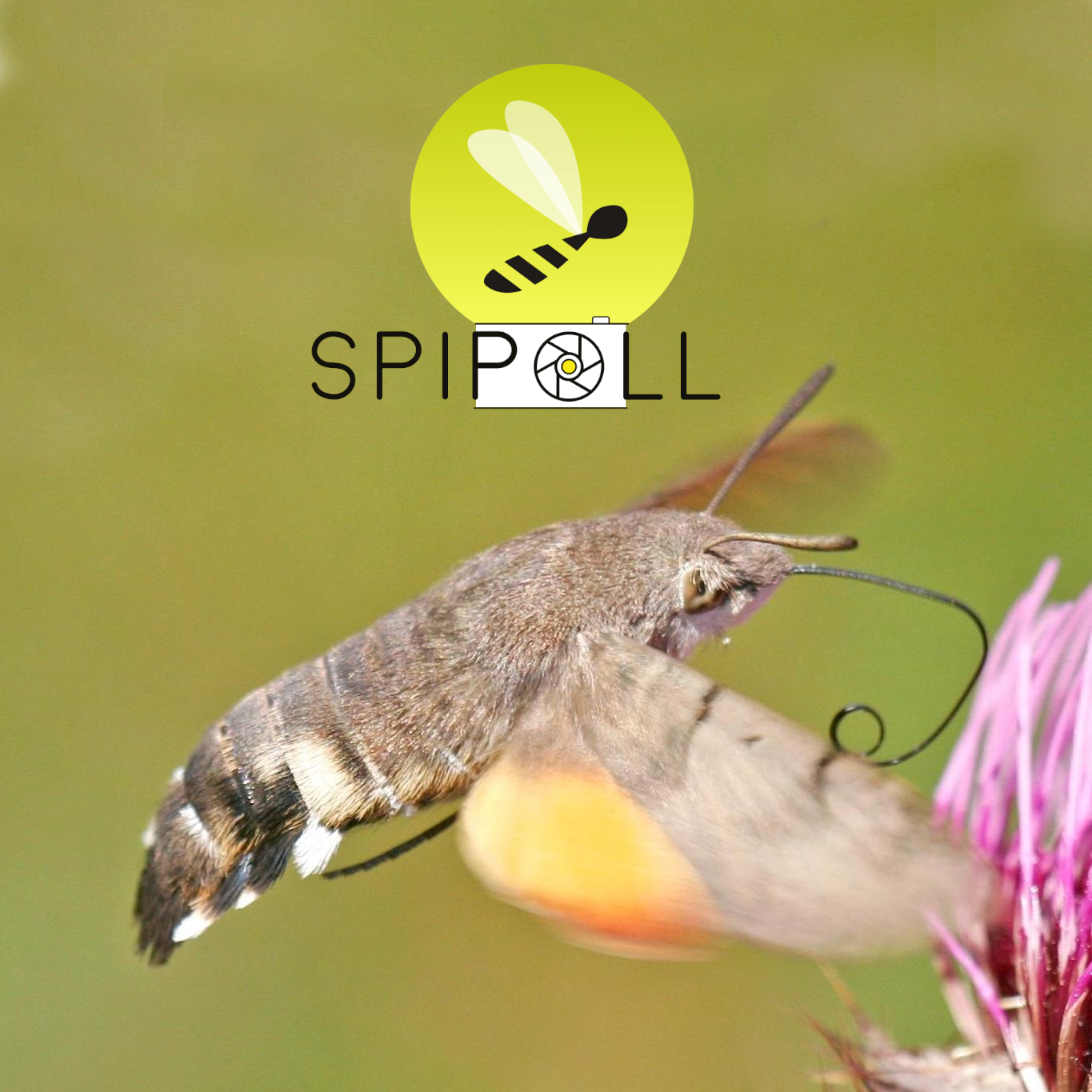 Programme SPIPOLL
